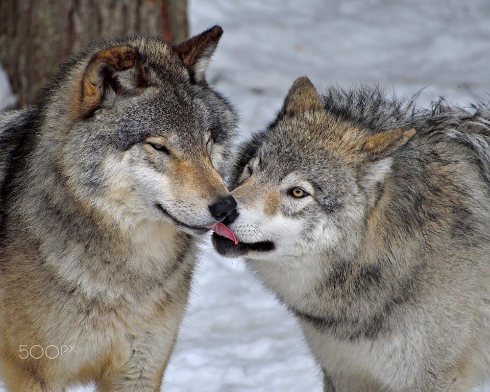 Familiar by Tony Beck on 500px | Wolf dog, Wolf, Wolf love