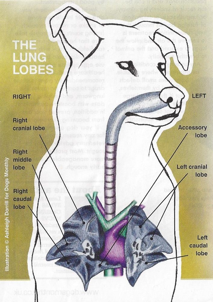 Where Are A Dogs Lungs Located