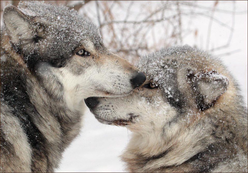 Wolves Beautiful Creatures, Animals Beautiful, Dog Pictures, Animal ...