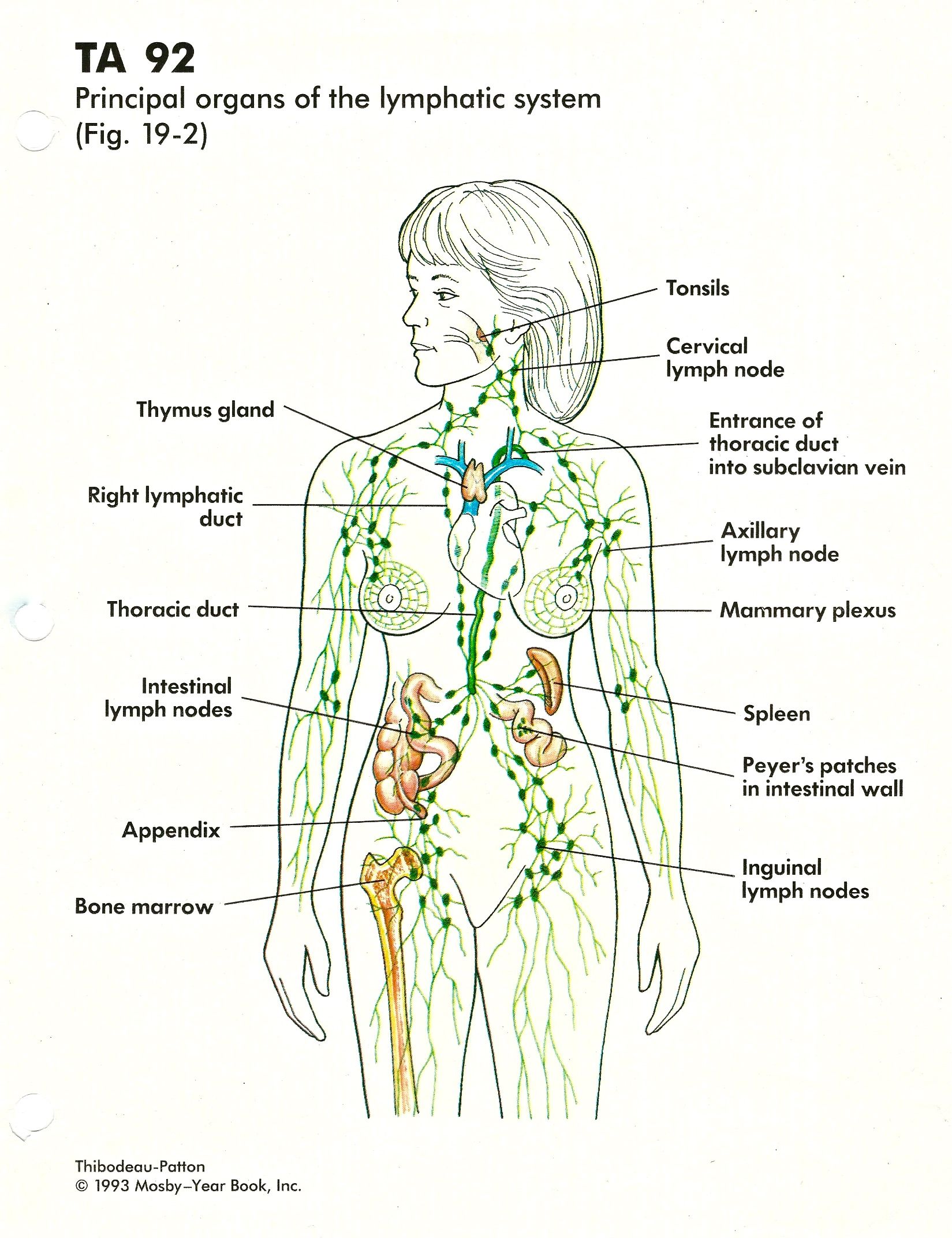 labeled diagram of the lymphatic system - Knitive