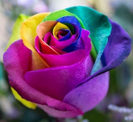 Pin by Cynthia on Flowers Real | Rainbow roses, Rose seeds, Beautiful ...