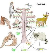 food web | Ecosistemas, Proyectos