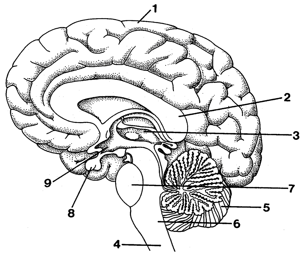 Human Brain Diagram Blank image.