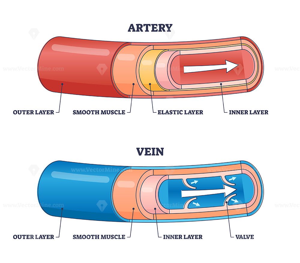 Artery vs vein structure compared with anatomical differences outline ...