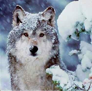 beautiful animals | Wolf photos, Beautiful wolves, Wolf dog