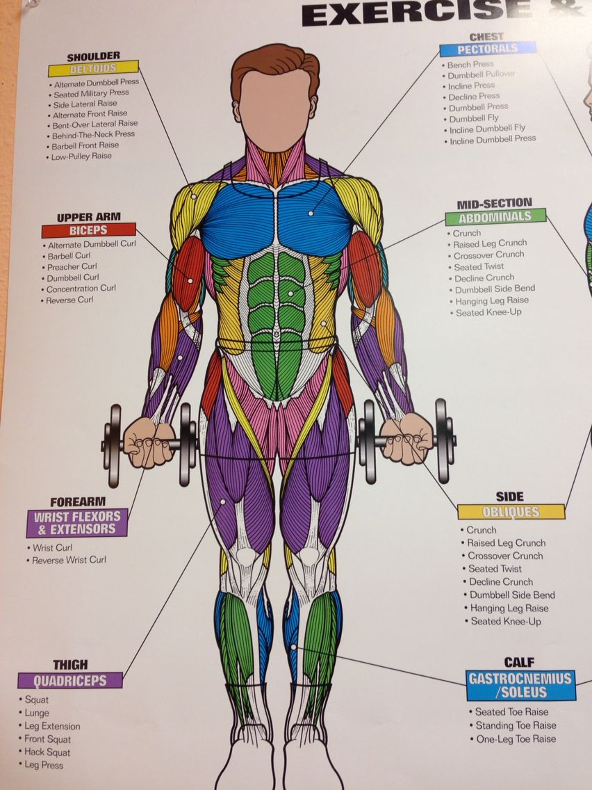 Chart Of Body Muscles