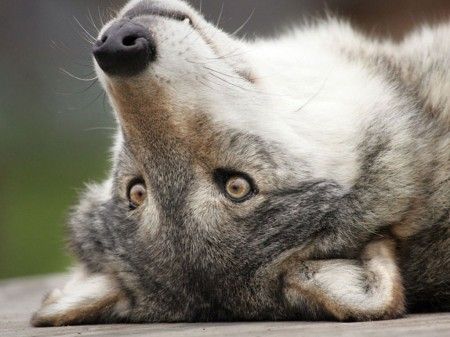 Sounds In The Silence | Wolf dog, Wolf poses, Animals wild