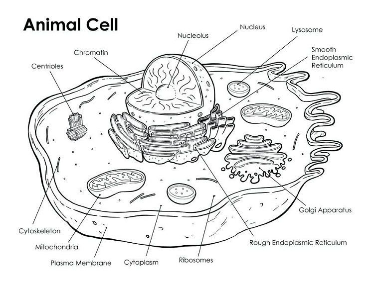 Animal Cell Coloring Page Answers | Animal cell drawing, Animal cells ...