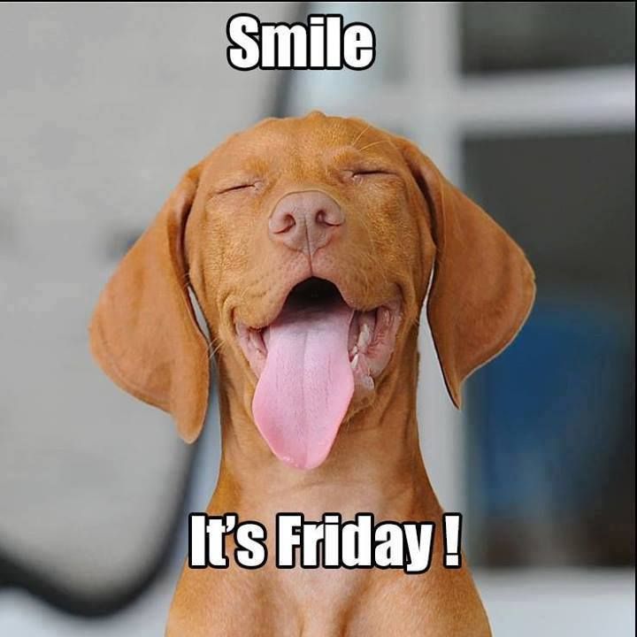 Love him | Friday dog, Friday humor, Its friday quotes