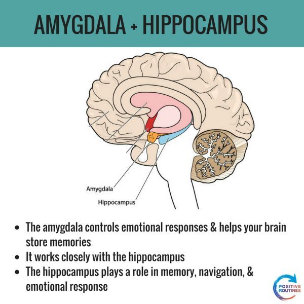 Labeled Brain Amygdala