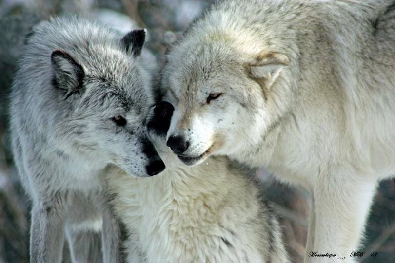 group hug | Wolf dog, Wolf husky, Wolf photos