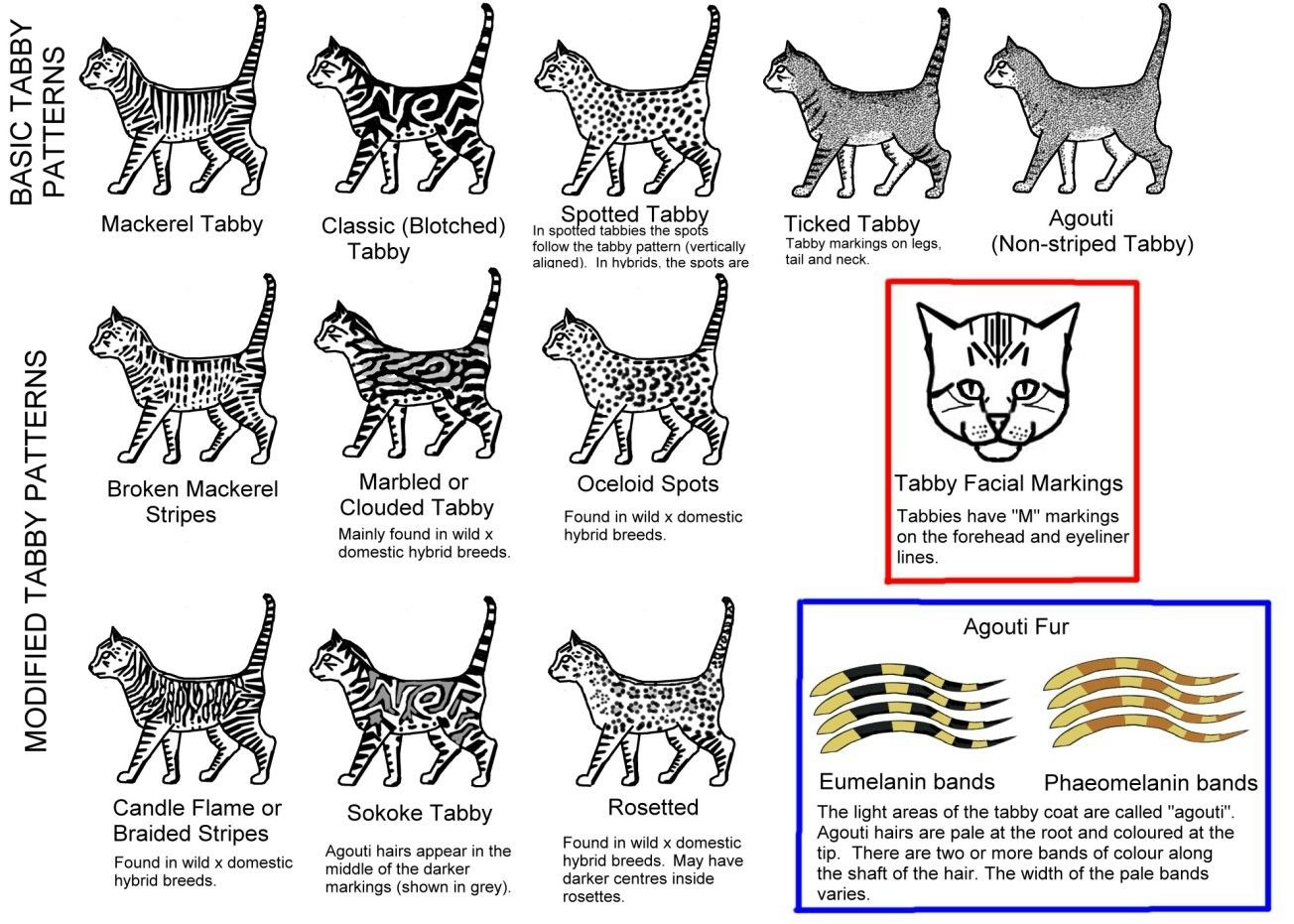 STRIPED, SPOTTED AND TICKED CATS | Tabby cat, Bengal cat, Silver tabby cat