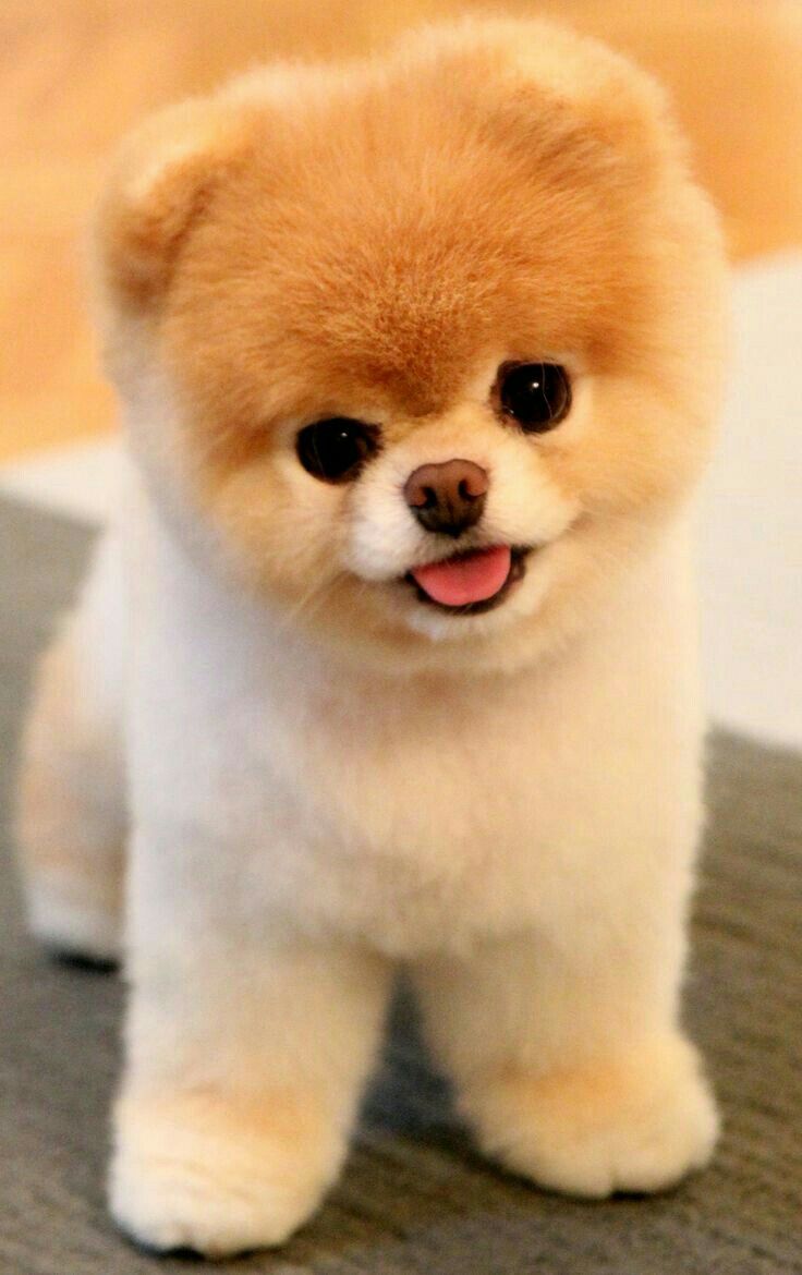 Pin by Diamond💎 on animals Cute teacup puppies, Cute