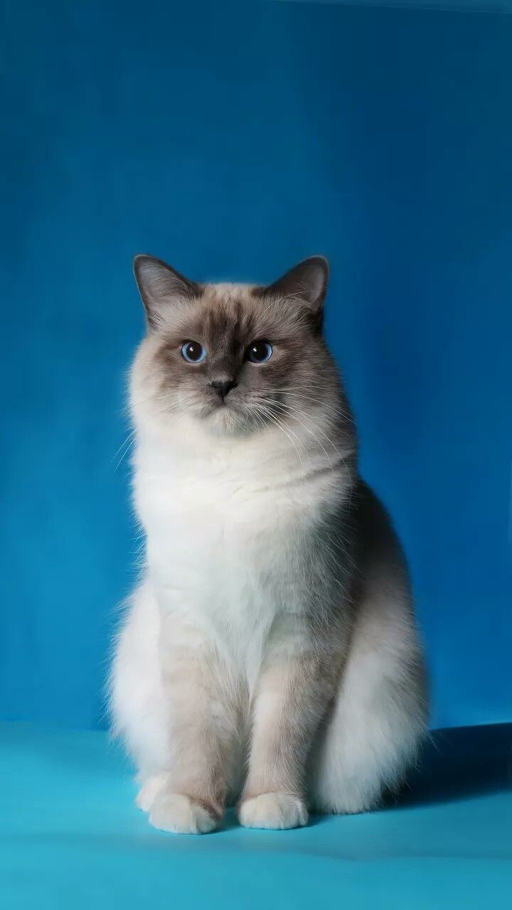 Top 10 most beautiful cat breeds in the world with pictures most ...