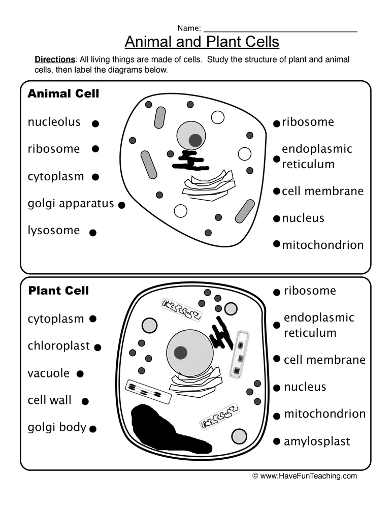 Animal And Plant Cell Labeling Worksheet