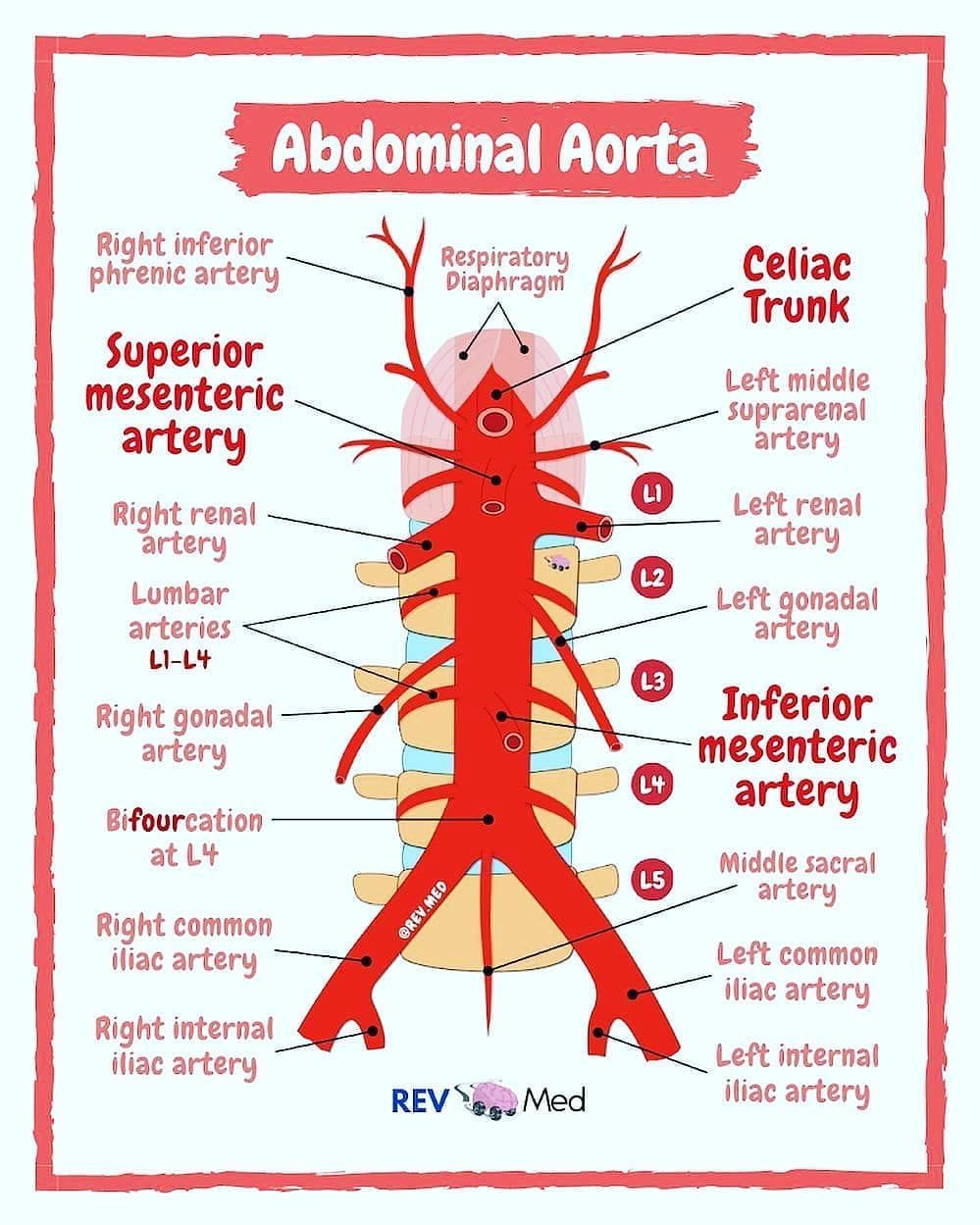 Ultrasound Abdominal Aorta Anatomy