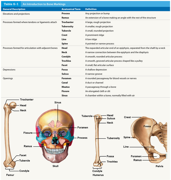 Anatomy quiz bone markings – Artofit