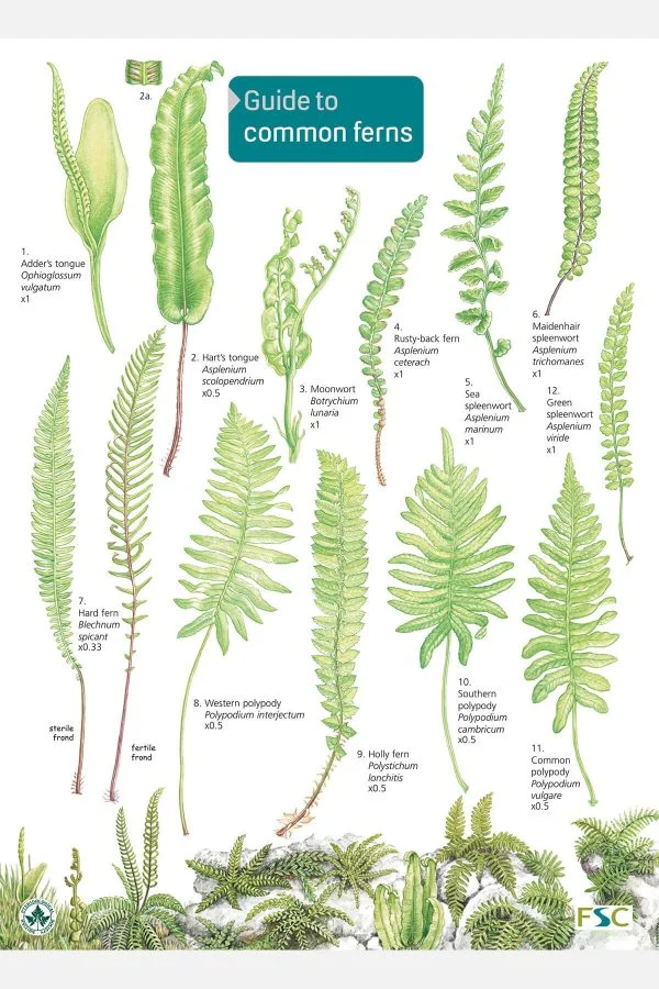 Publications Archives – Page 6 of 6 – Field Studies Council | Ferns ...