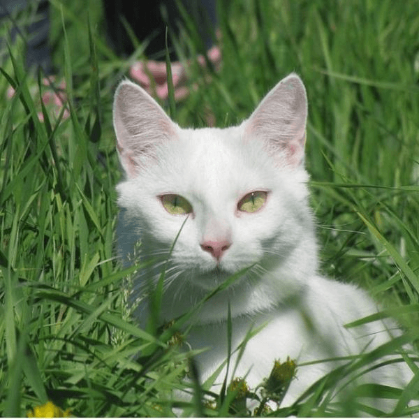 Do white cats with blue eyes deaf