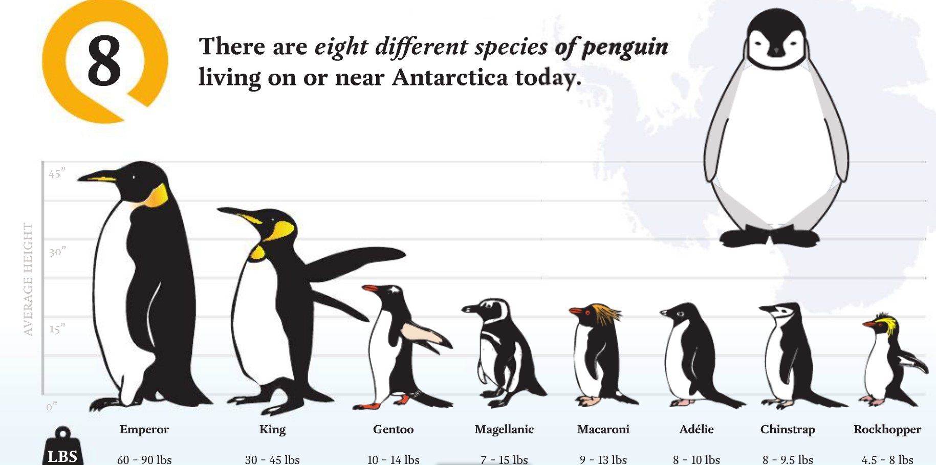 Get to know the penguins of Antarctica! #penguin #Antarctica #FunFact ...