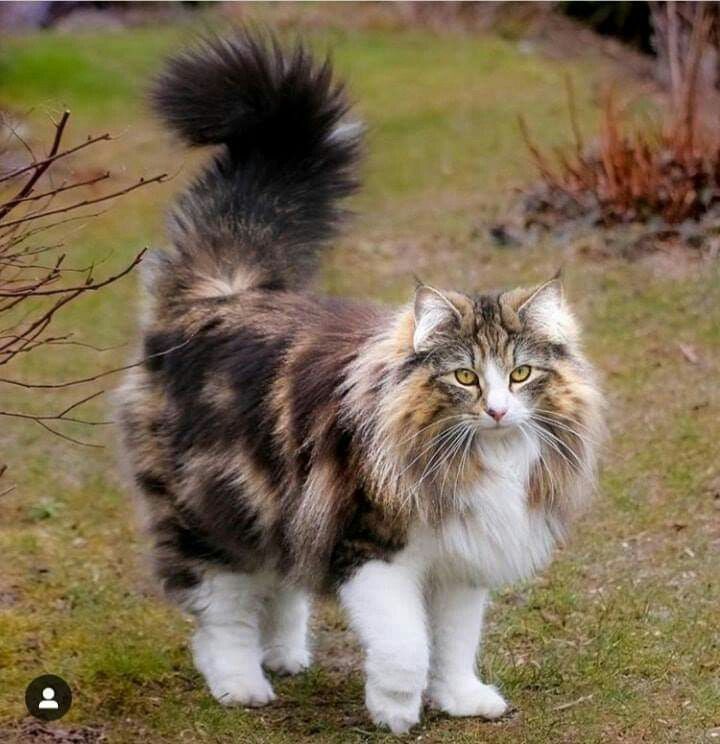 17 of the most beautiful cat breeds in the world 29 of the most ...