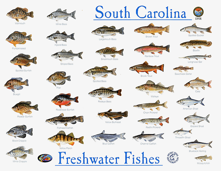 Types Of Freshwater Fish Chart