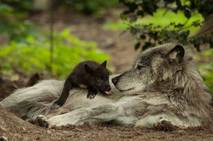 Image du Blog mamietitine.centerblog.net | Images loup, Loup, Loup noir