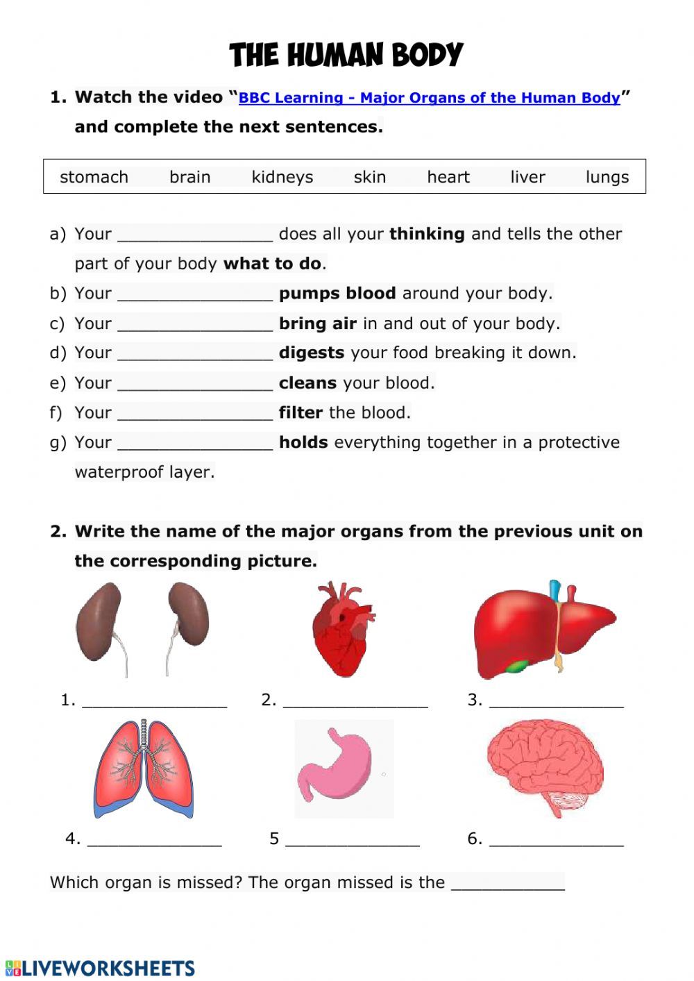 Human Body Systems Worksheet