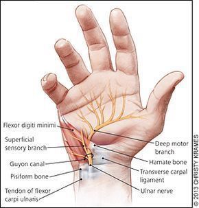 Muscle Anatomy, Body Anatomy, Human Anatomy, Occupational Therapy ...