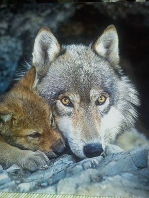 Pin by kirsten kleis on Wolves | Wolf dog, Wild dogs, Wolf love