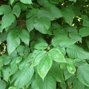 10 Types of Trees That Can Cause Trouble | Poison ivy rash, Poison ivy ...