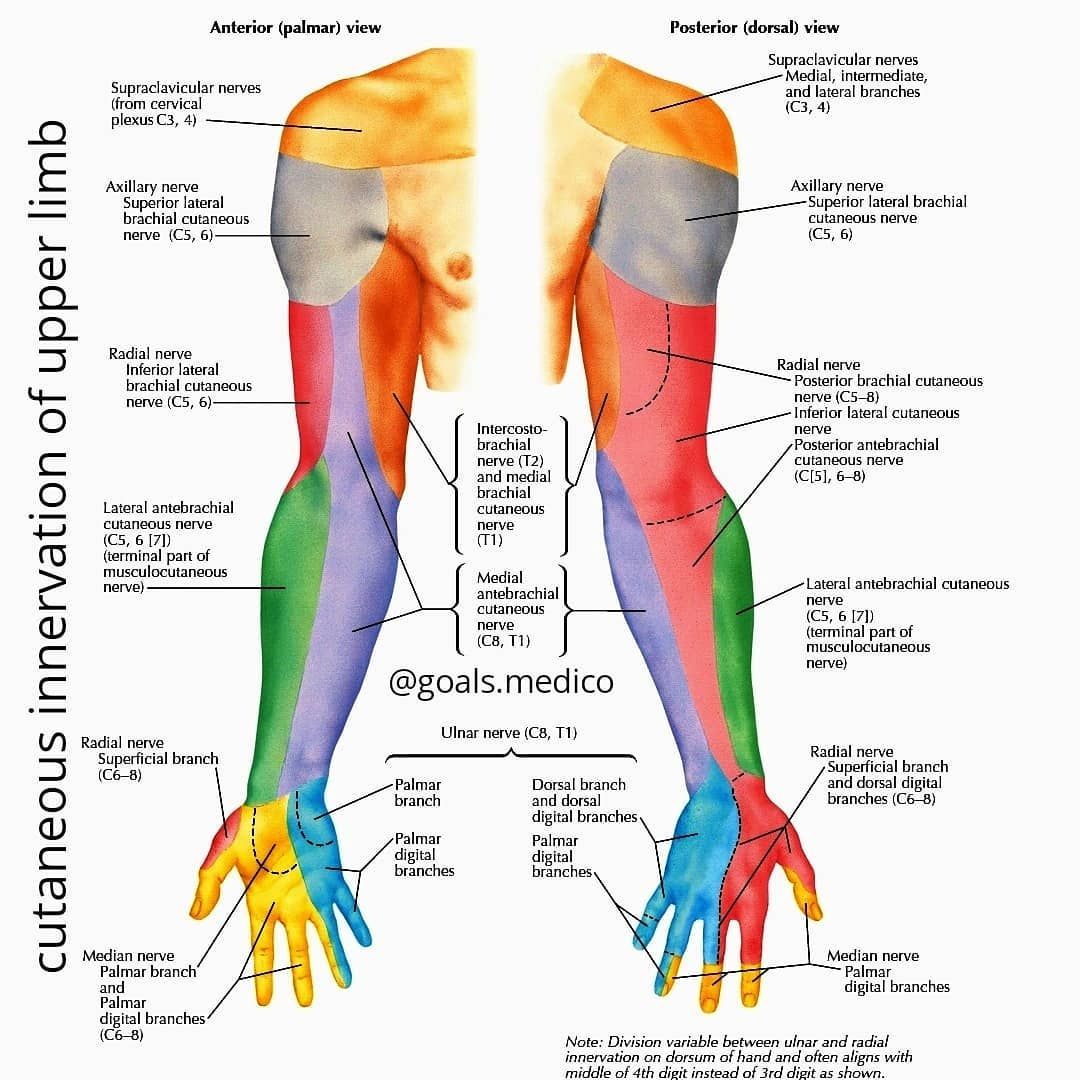 Cutaneous Innervation Of Upper Limb Anatomy Anterior | My XXX Hot Girl