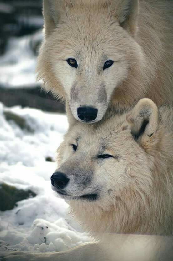 Pin by Pat Chouly on mes amis les loups | Wolf love, Wolf, Beautiful wolves