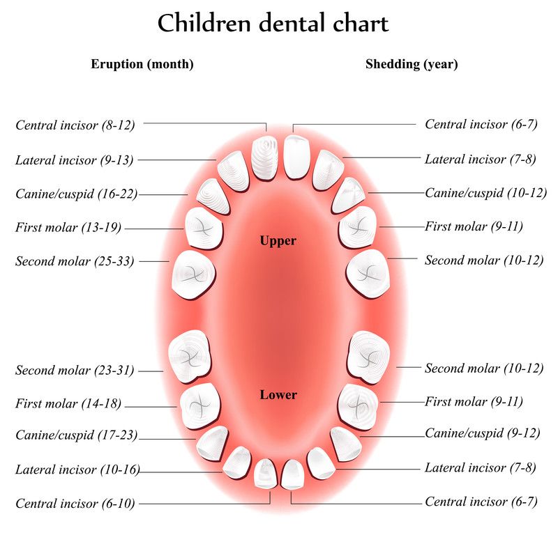 Dental Chart - Children | Dental care for kids, Tooth chart, Teeth anatomy