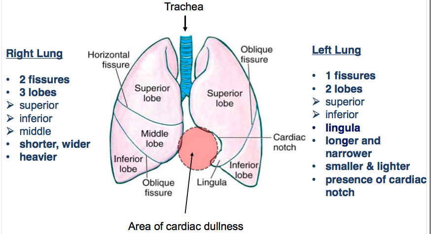 Lung lobes – Artofit