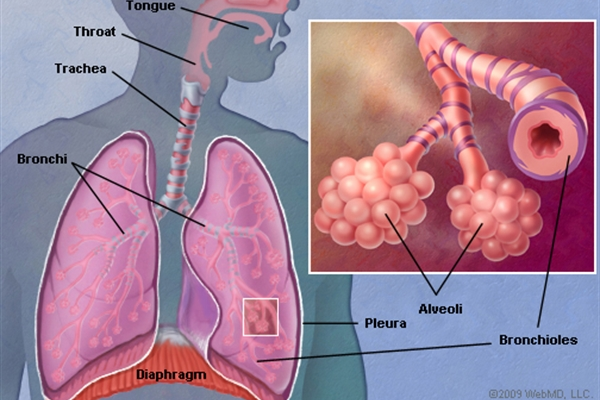 Climbing With Asthma #asthmaticcyclists #lungs | Lung anatomy, Human ...