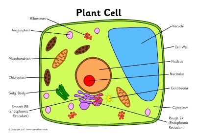 Label the Plant Cell Worksheets (SB11867) - SparkleBox Plant Cell ...