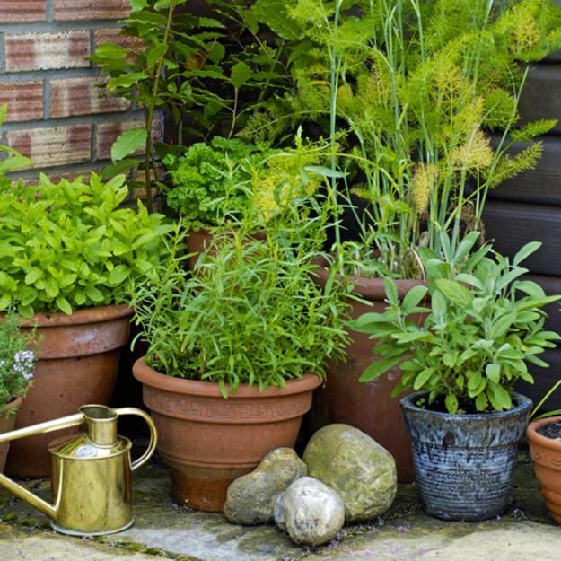 How to Grow Herbs in Garden Containers, Creative Backyard Ideas in 2020