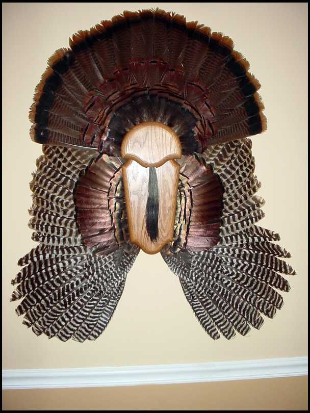 Turkey Fan Mount on Wood