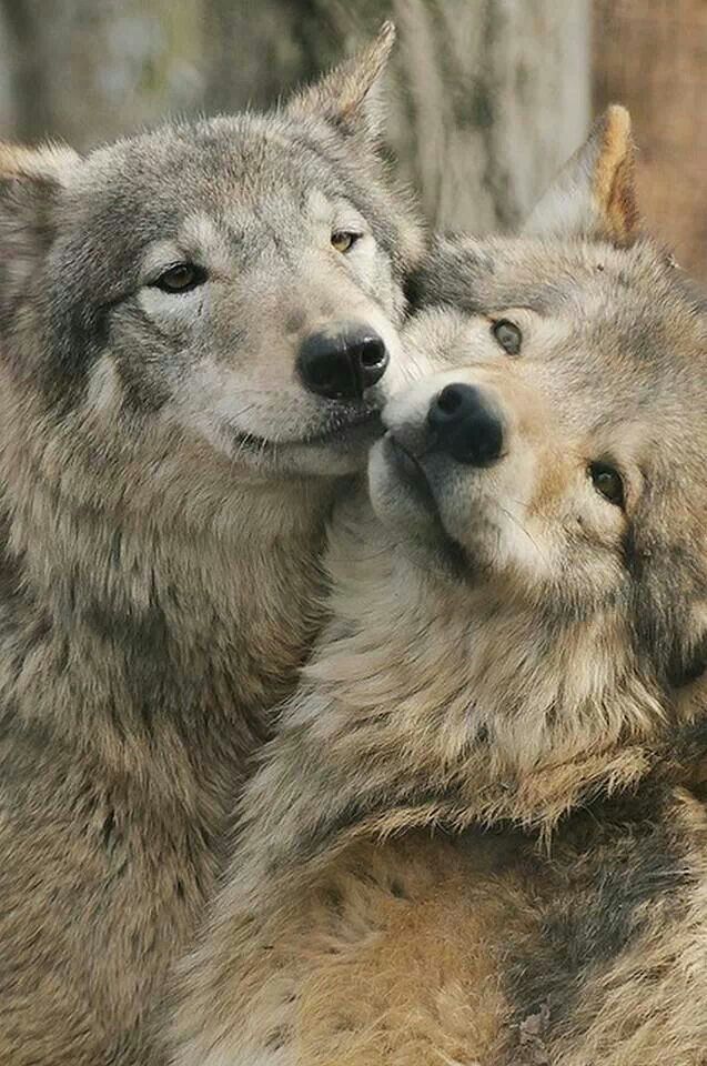 Wolf nuzzle | Wild animals pictures, Animals wild, Animals