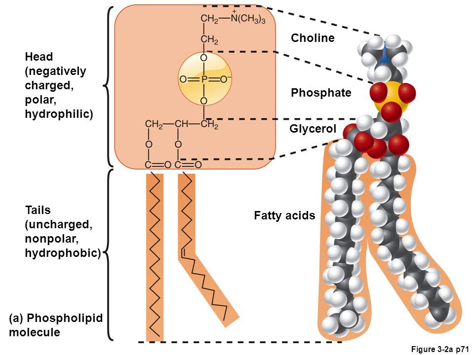 Phospholipid structure