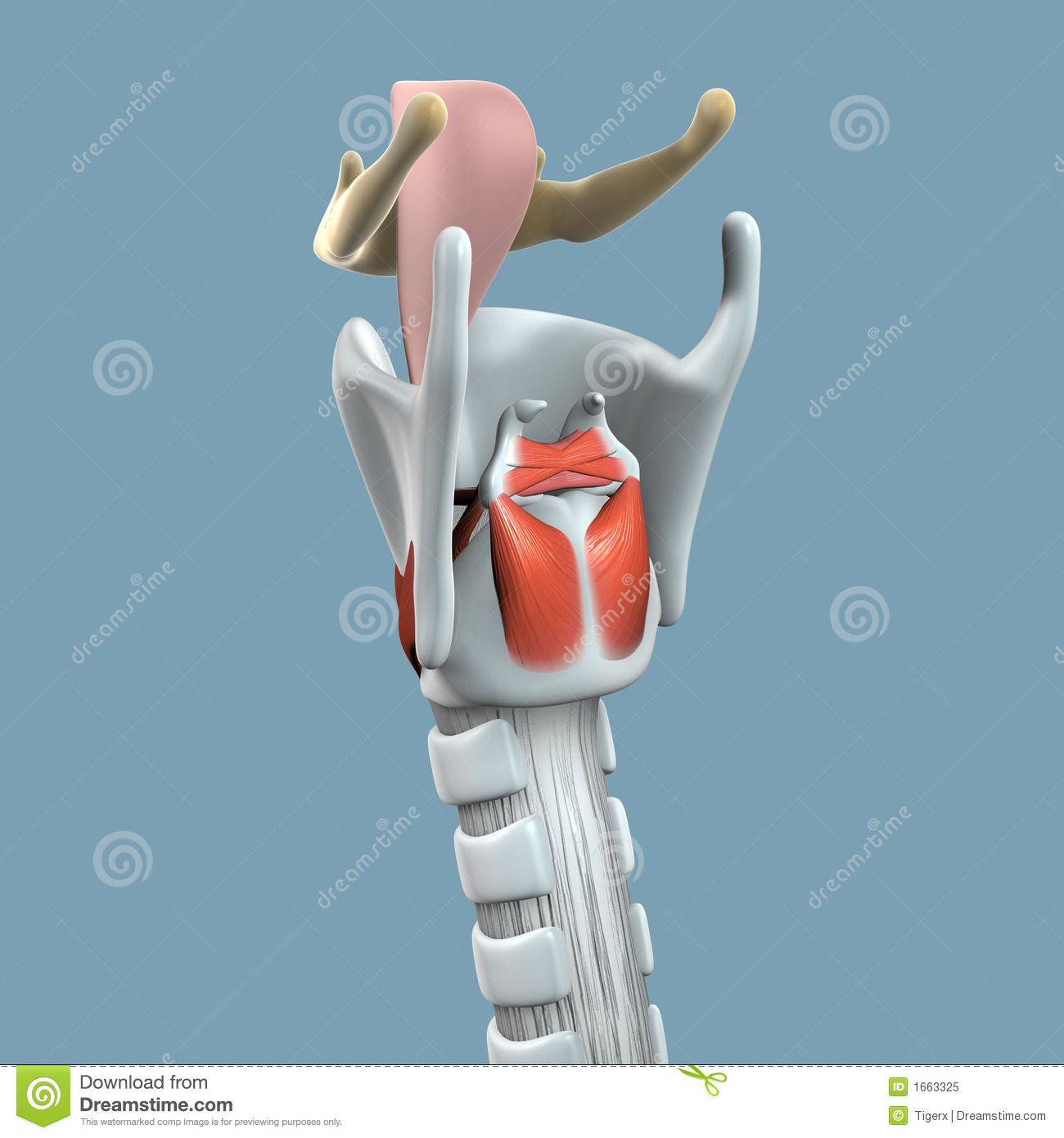 Illustration about Anatomy of larynx showing the mechanism of vocal ...