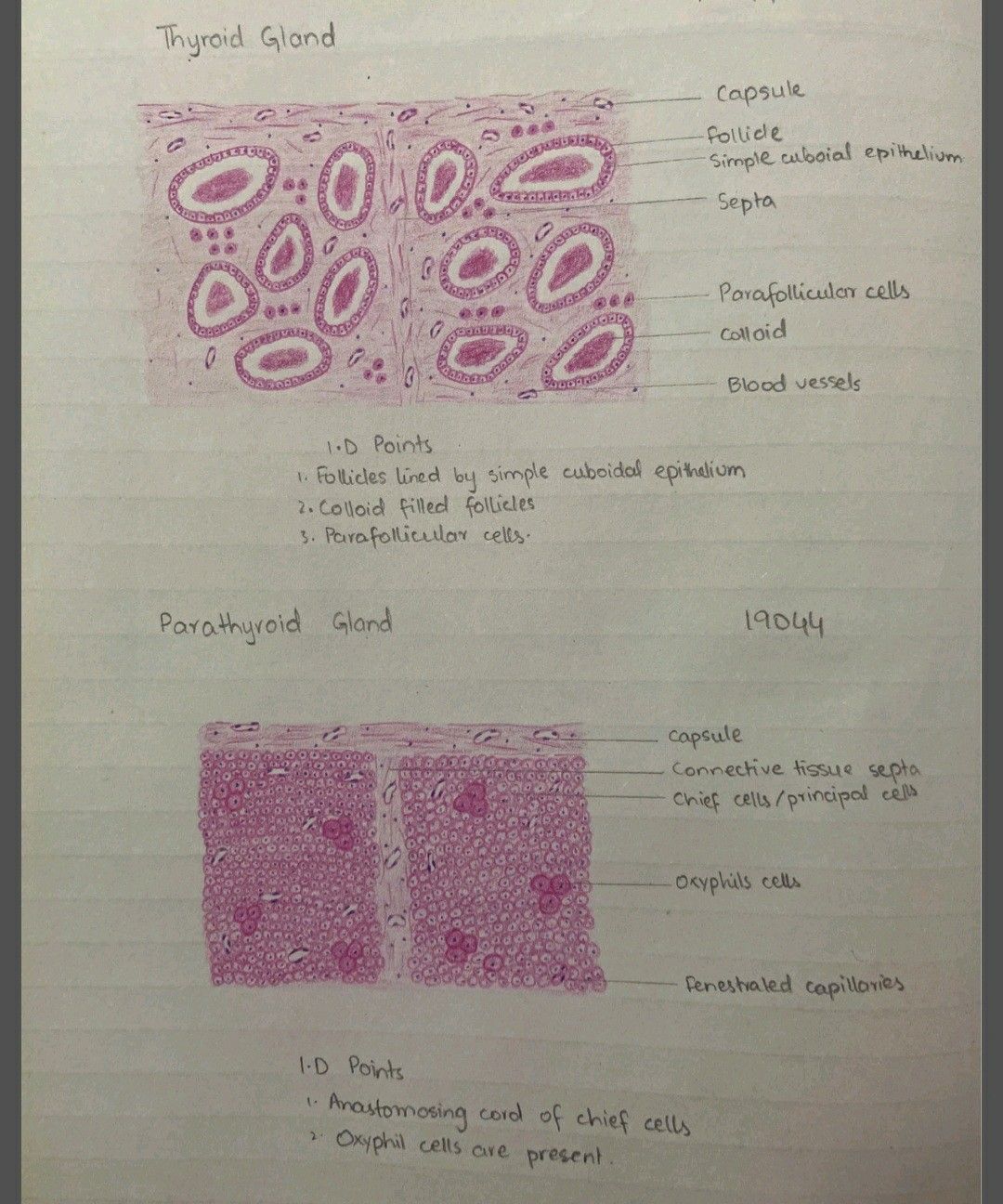 Histology Of Thyroid Gland Shotgun Histology Youtube - vrogue.co