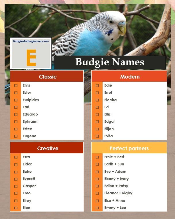 Unique Pet Bird Names Beginning with E, F, G, H Budgies, Pet names