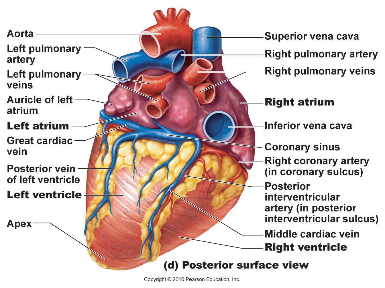 Heart Posterior artery & veins Cardiac Anatomy, Anatomy Organs, Medical ...