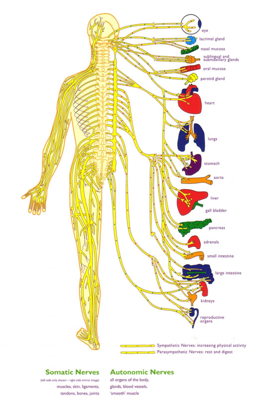 Circuits Box Diagram Nerves And Muscles A Labelled Diagram O