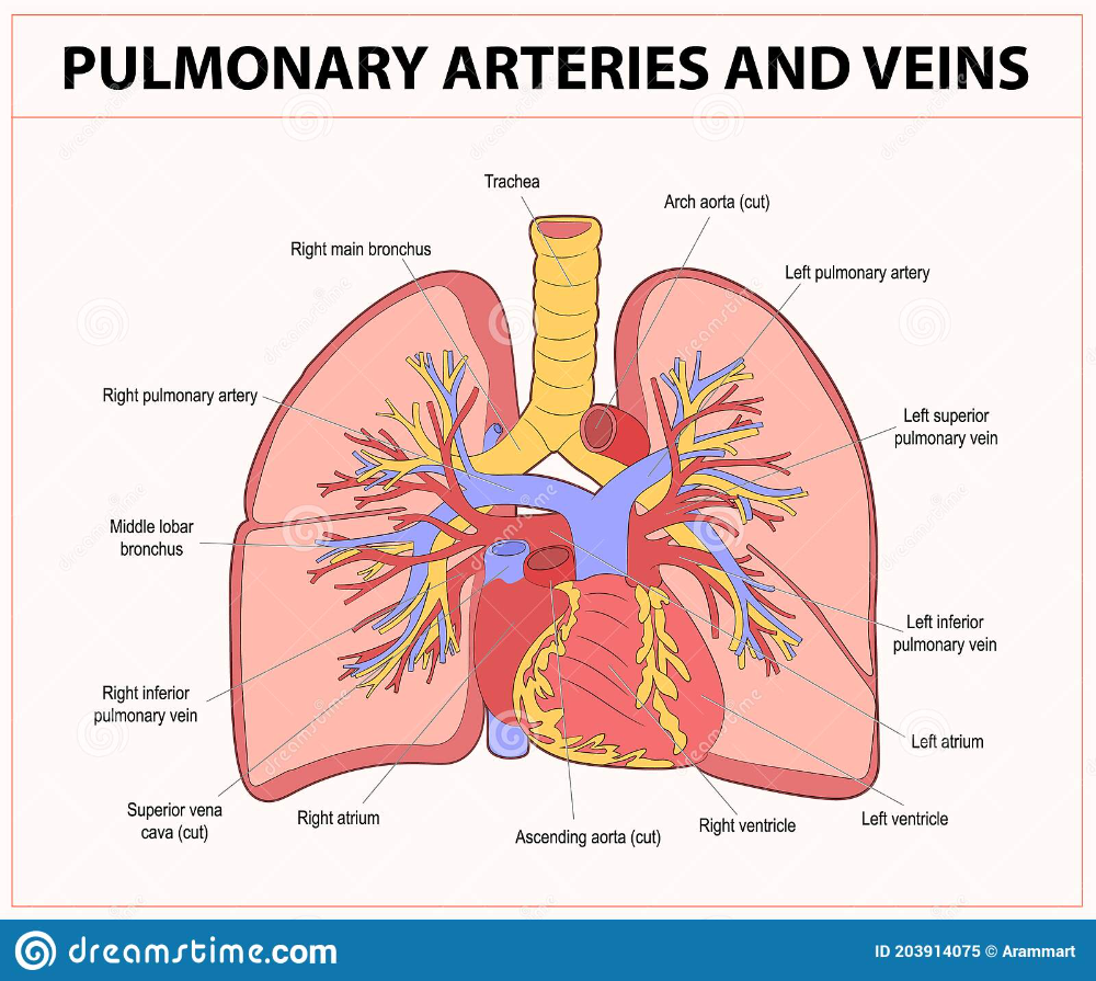 Pulmonary Arteries And Veins Stock Vector - Illustration of education ...