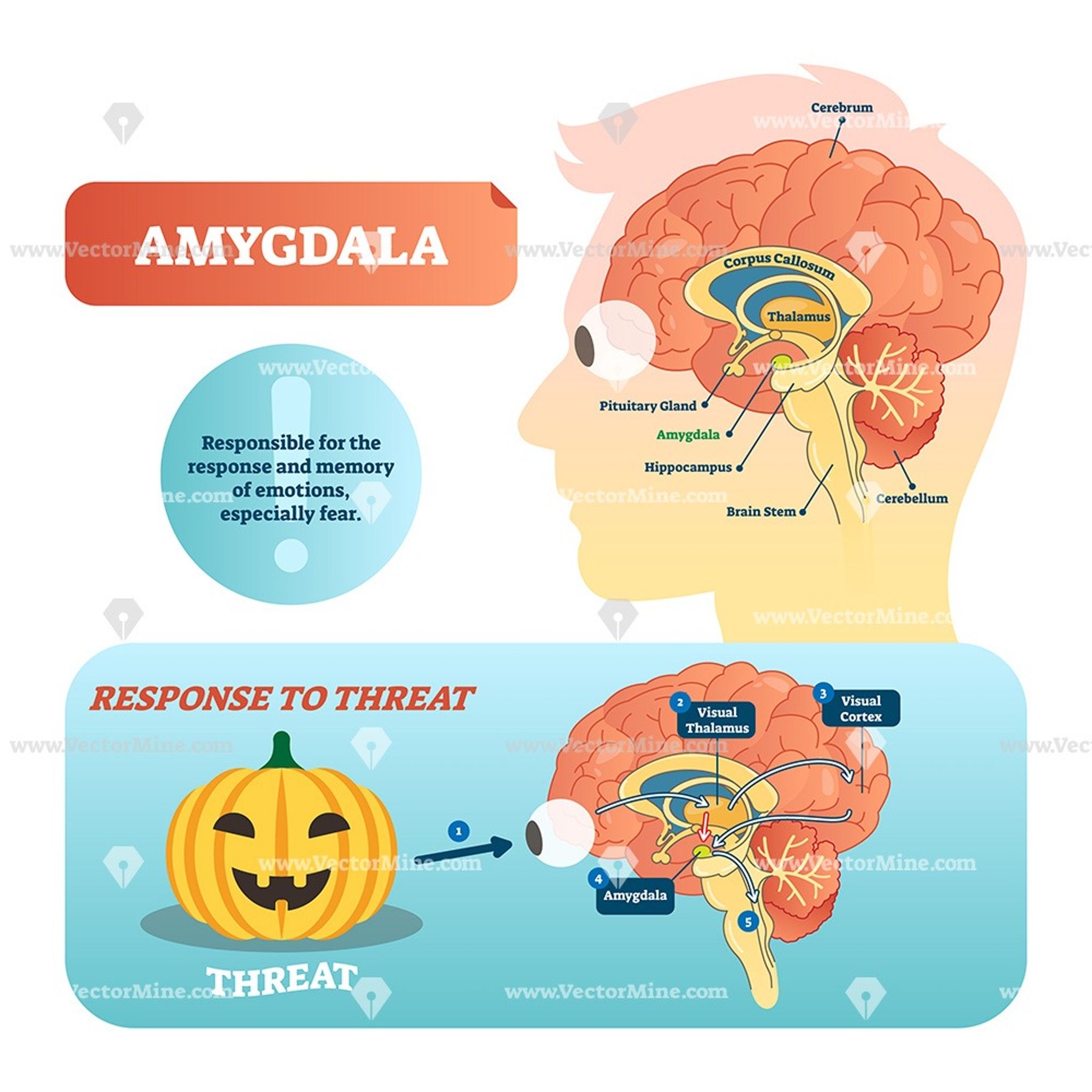 Amygdala medical labeled vector illustration diagram Neuromuscular ...