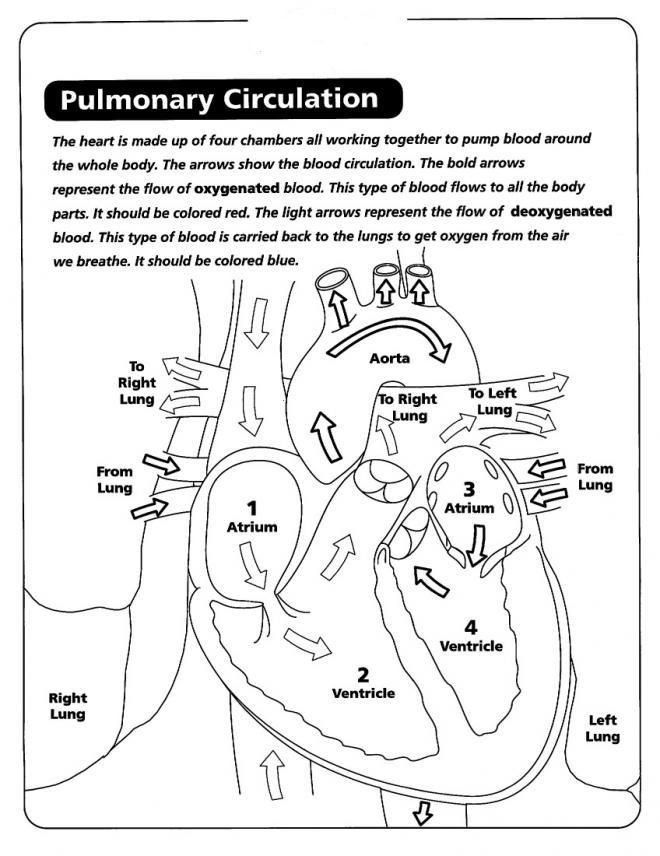 Printable Human Heart Coloring Pages - kidsworksheetfun