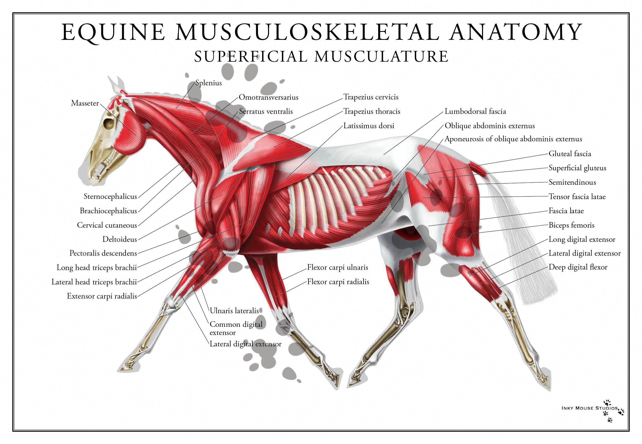 Equine Superficial Muscular System Poster | Horse anatomy, Horse ...